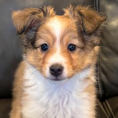FLASH - male Sporty Mix puppy in Livonia, Michigan from M7’s Shelties, Toonies & AussieDoodles