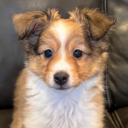 FLASH - male Sporty Mix puppy in Livonia, Michigan from M7’s Shelties, Toonies & AussieDoodles