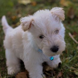 Finn - Wheaten male Scottish Terrier puppy in Mount Joy, Pennsylvania from K&M Kennel