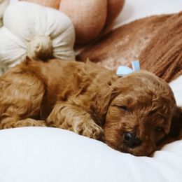 Cider - Red  male Goldendoodle puppy in Georgia from Mother of Golden Doodles