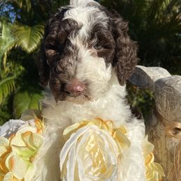 Aussiedoodle and Goldendoodle Puppies from Cuddly Doodles