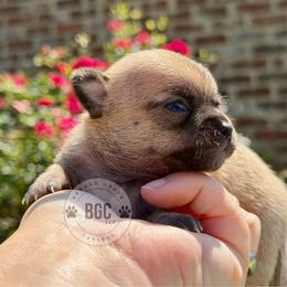 Briar - Black sabled fawn female Chihuahua puppy in Forsyth, Georgia from Brooks Grove Canines LLC