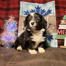 Girl 1 - Black and white female American Corgi puppy in Portland, North Dakota from Sliding stop corgis