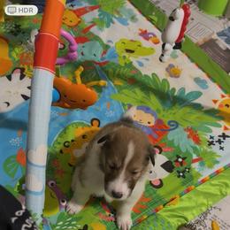 Bradford - Sable and white male Collie puppy in Beaver, Oklahoma from Lawson’s Lassies