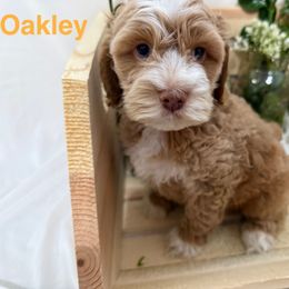 Oakley - Sable and white male Cockapoo puppy in Orem, Utah from Paradise Cockers