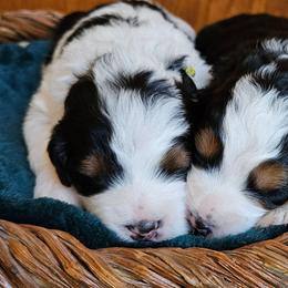Muffin - Tri-color female Bernedoodle puppy in Granton, Wisconsin from Rose River Farms