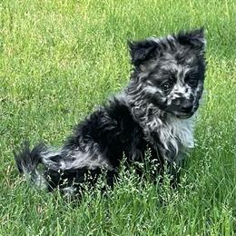 Cruella - Black merle female Mudi puppy in Gladewater, Texas from Texas Mudi