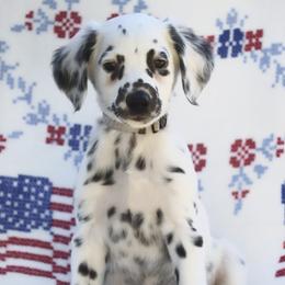 Gray - White and black male Dalmatian puppy in Cottage Grove, Oregon from Hidden Hills Dalmatians