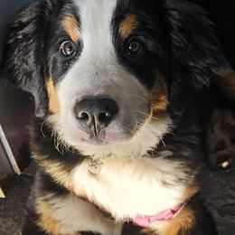 MSM Theodore Sullivan - Black rust and white Bernese Mountain Dog puppy in Auburn, Washington from MSM Bernese Mountain Dogs