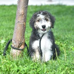 Callie - Black tri-color female Aussiedoodle puppy in Delta, Colorado from PTK Ranch