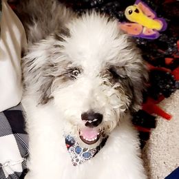 Aussiedoodles and Bordoodles from Texas Made Doodles