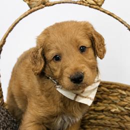 Guss - Red  male Goldendoodle puppy in Yukon, Oklahoma from Silver Barn Doodles