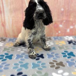 Walter - Black and white male English Springer Spaniel puppy in Rogers, Ohio from StoneyBrook Setters