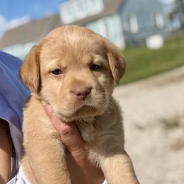 Glory - Fox red female Dilute Retriever puppy in Baldwin City, Kansas from Hedge Lane Labradors