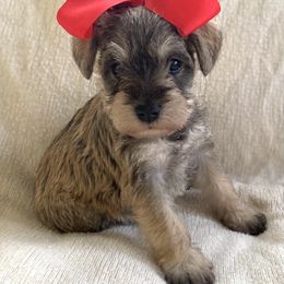 Girl 2 - Salt and pepper female Miniature Schnauzer puppy in El Reno, Oklahoma from Shannon's Miniature Schnauzers