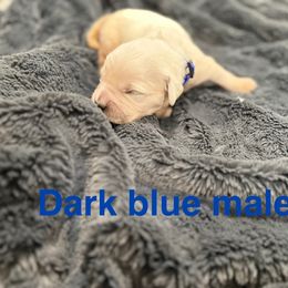 Chestnut - Light golden male Golden Retriever puppy in Salt Lake City, Utah from Soaring golden retrievers