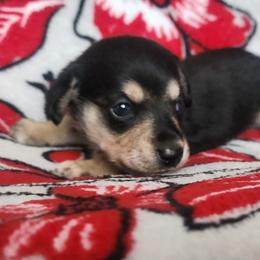 Olaf - Black and cream male Dachshund puppy in Anaconda, Montana from Williams Family Dachshunds