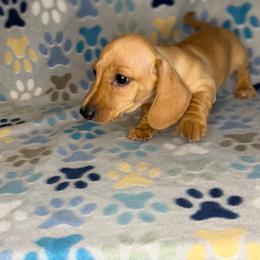 Blondey - Red male Dachshund puppy in Chesapeake, Virginia from Pudgy Paws Dachshunds