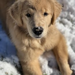 Golden Retriever and Pembroke Welsh Corgi Puppies from Silver Myst Acres