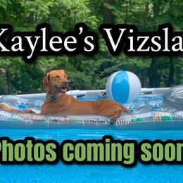 Vizsla puppies from Kaylee’s Vizslas