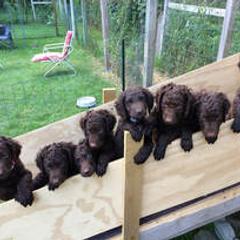 Curly-Coated Retriever Puppies from Nyehyrst Curlies