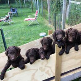 Curly-Coated Retriever Puppies from Nyehyrst Curlies