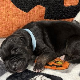 Bellatrix - Black female Great Dane puppy in Altoona, Alabama from Sovereignty Woods Great Danes