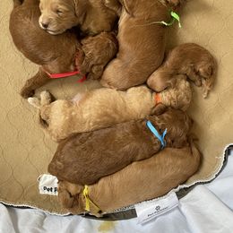 Goldendoodle Puppies from Angel’s Goldendoodle Pups