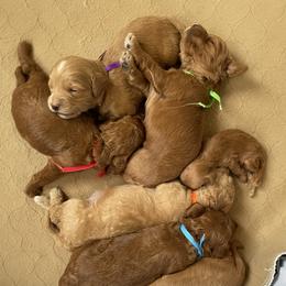 Goldendoodle Puppies from Angel’s Goldendoodle Pups