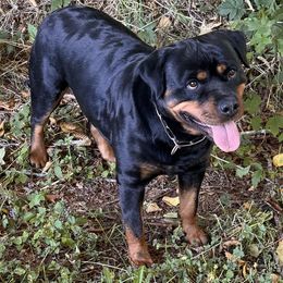 Vicky - Rottweiler