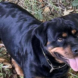 Vicky - Rottweiler