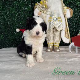 Green boy - Black and white male Bernedoodle puppy in Modesto, California from Two Doods Doodles