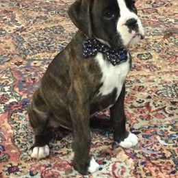 Boxer Puppies from Aleman Boxers