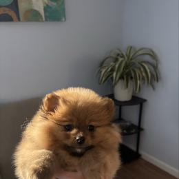 Zoey - Orange sable female Pomeranian puppy in Rogers, Arkansas from Premium Poms