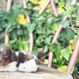 Copper ( Fluff ball) - Chocolate and tan male Dachshund puppy in Salters, South Carolina from Long-Pine Dachshund