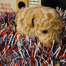 Caramel - Apricot female Poodle puppy in Pleasant View, Tennessee from Pawsitively Perfect Poodles