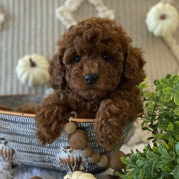 Wrenli - Red  female Poodle puppy in Lagrange, Indiana from Heavn Sent Acres