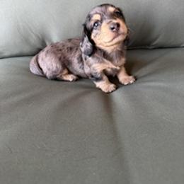 Girl 2 - female Dachshund puppy in Delta, Colorado from Weinderful Dachshunds