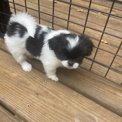 Japanese Chin Puppies from Ridgewood Chins