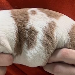 Illa girl 3 - Orange and white female Brittany puppy in Floyd Knobs, Indiana from Cross Creek Brittanys