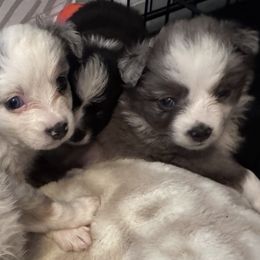 Australian Shepherds from Rocky Top Paws