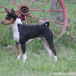 Dreamer - Basenji