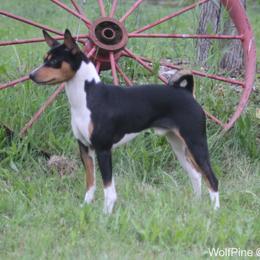 Dreamer - Basenji