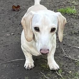 Mickey - Dachshund
