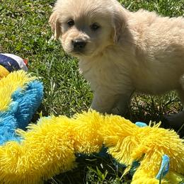 Entriquing - Golden female Golden Retriever puppy in Grant County, Indiana from On The Sunny Side Pavey Farms