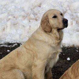 Bonnie - Golden Retriever