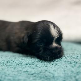 Boy 4 - Black and white male Shih Tzu puppy in Mobile, Alabama from FluffyTail Shih Tzu