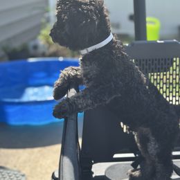 Winston - Black male Poodle puppy in Wilson, North Carolina from Parti-Pawz