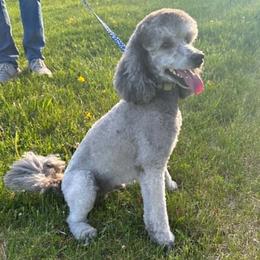 Shadow - Poodle