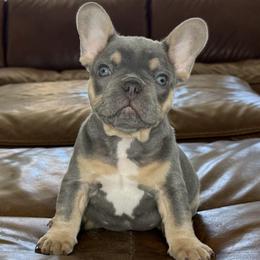 French Bulldog puppies from Fiddyment Farm Frenchies